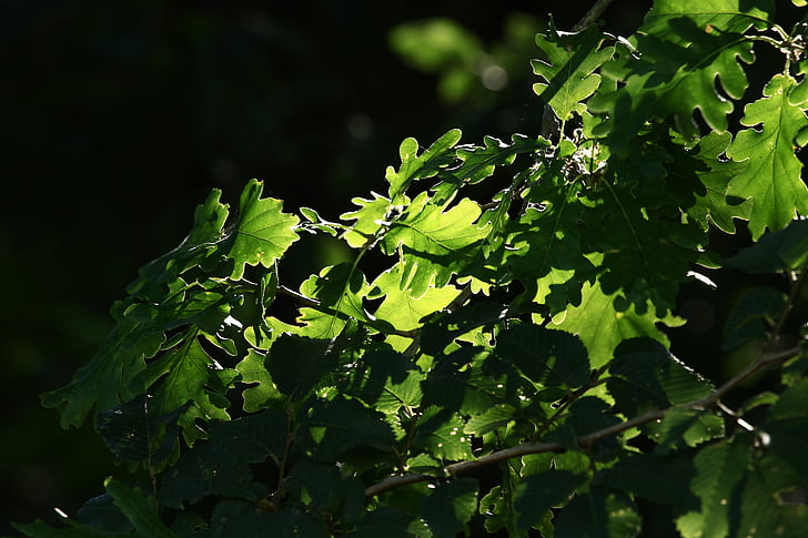 Thiên nhiên, cỏ, ánh nắng mặt trời, màu xanh lá cây, cây, chi nhánh, lá