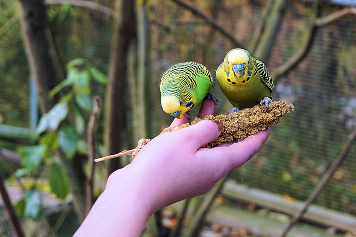 budgie, budgerigar on the hand, feeding, trustful, trust, animal, bird