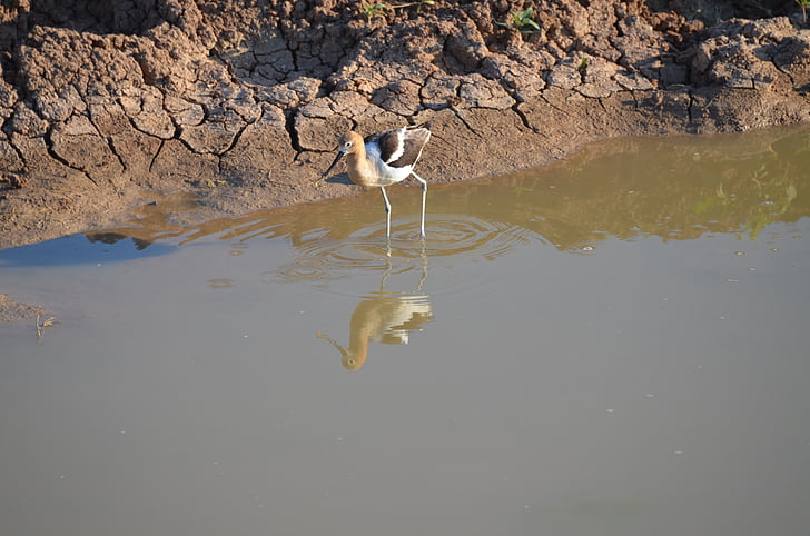 pájaro, agua, naturaleza, animal