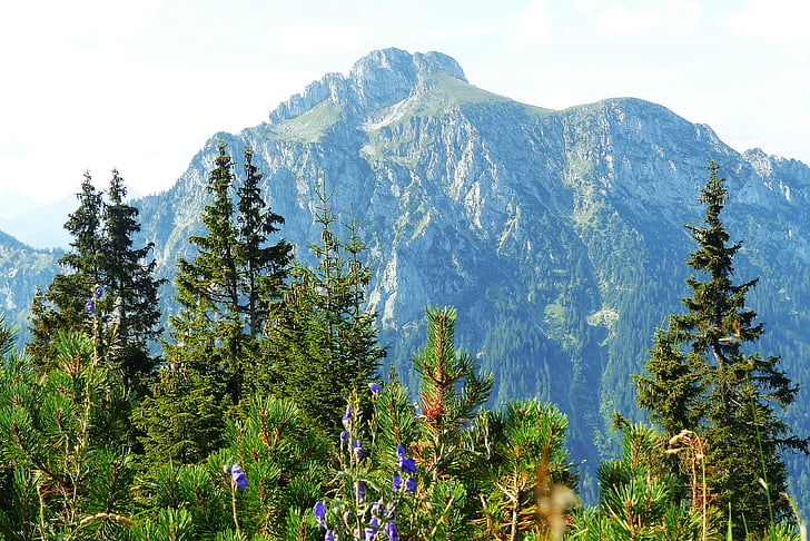 säuling, a a tegelberg, Allgäu, hegyek, erdő, természet, nyári