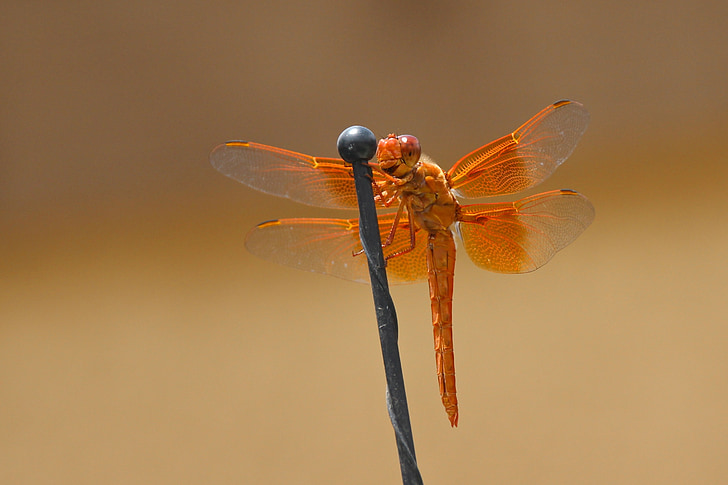 Dragonfly, vlam skimmer, Libellula saturata, Oranje, Korenbouten, insect, vleugels