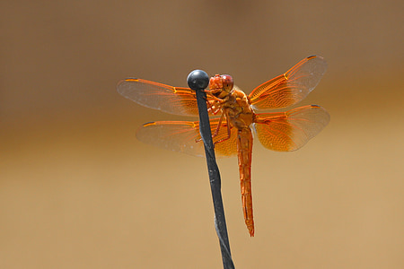 dragonfly, flame skimmer, libellula saturata, orange, libellulidae, insect, wings