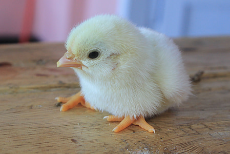 noia del nadó, pollet, valent, animal, pollastre, suau i esponjosa