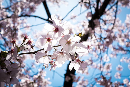 kirsikankukkia, kirsikka, vaaleanpunainen, sininen, taivas, Blossom, kirkas