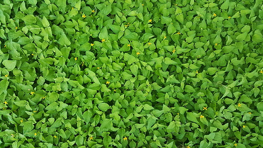 cobertura del sòl, verd, Margarida estel·lars, males herbes, horseherb, postrat lawnflower, cobertura del sòl groc