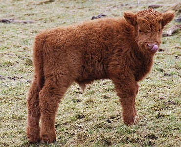Galloway, skotske hochlandrind, kalv, et dyr, dyr temaer, husdyr, felt