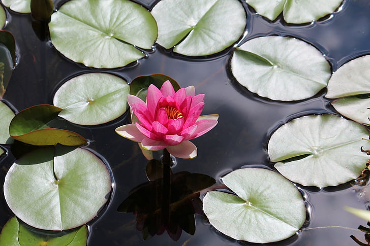 garden, garden pond, water lily, flower, floating on water, water, pond