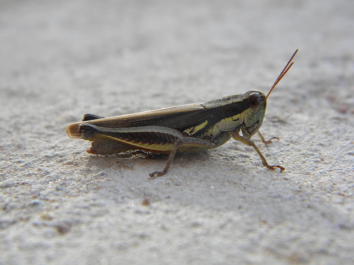 cricket, insect, antennas, legs, nature, grasshopper, animal