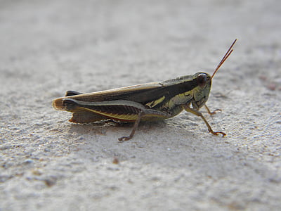 Cricket, insetto, antenne, gambe, natura, cavalletta, animale