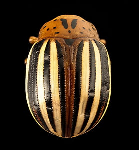 false potato beetle, insect, macro, wildlife, nature, mounted, close up