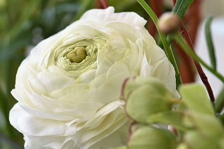 flor de la flor, fulles, blanc, Strauss, natura, planta, ranunkeln