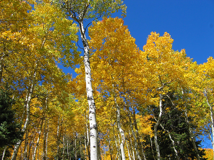 árvores, floresta, Outono, Outono, céu azul, natureza, Aspen