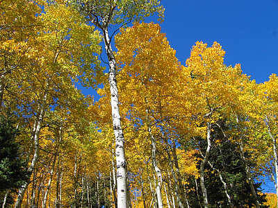 树木, 森林, 秋天, 秋天, 蓝蓝的天空, 自然, 白杨