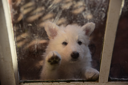 puppy, pet, animal, animals, cute, adorable, white