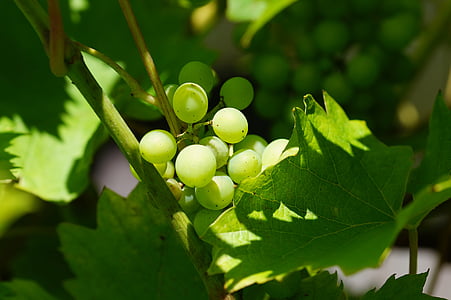 vin, vert, raisins, macro, vigne, raisins verts, fruits