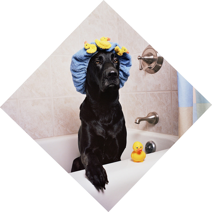 black lab, labrador, dog, funny, bath time, rubber ducky