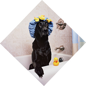 黑色的实验室, 拉布拉多, 狗, 有趣, 沐浴时间, 橡胶鸭