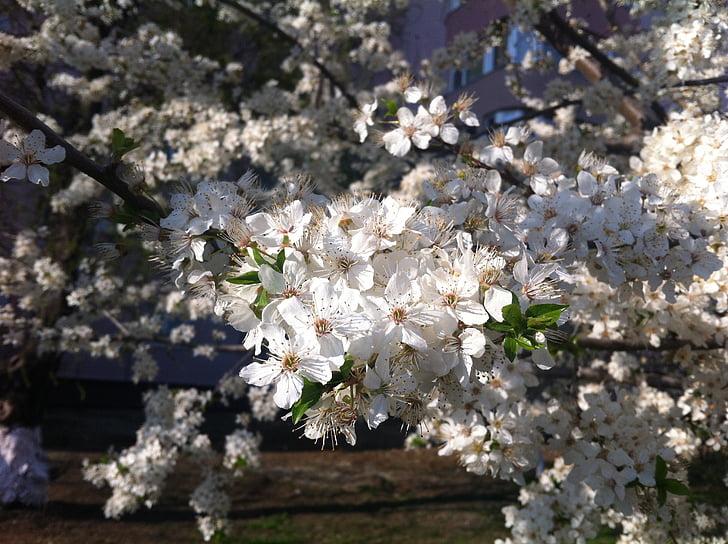 flowers, spring, white