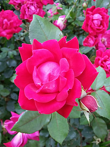 Rosen, einzelne rose, Blüte, Blume, rote Rosen, Liebe, Blütenblatt