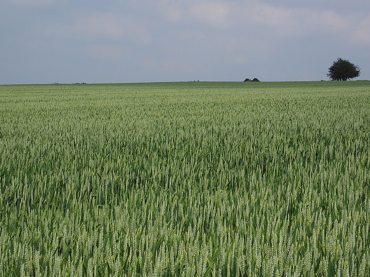 pšeničné pole, pšenice, spike pšenice, kukuřičné pole, špička, obiloviny, léto