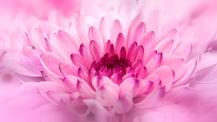 chrysanthemum, close, flower, pink, composites, macro, plant