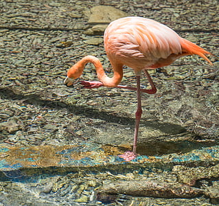 Flamingo, satu kaki, merah muda, burung, alam, hewan, satwa liar