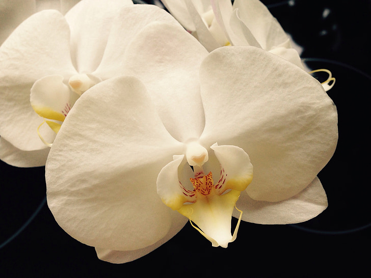 орхидея, бяло, цвете, Блосъм, Блум, растителна, макрос