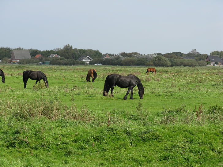 borkum, horses, friesen, pasture, animal, nature, grass