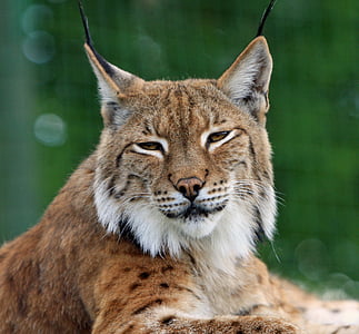 Bobcat, Lynx, gros chat, félin, faune, animal, nature