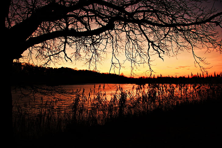 afterglow, sunset, reed, pond, winter, good weather, clear sky
