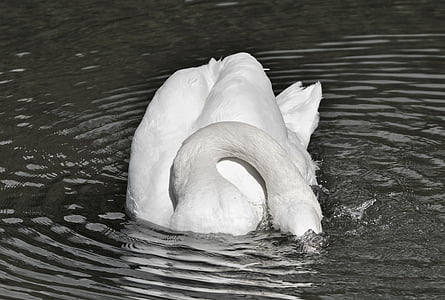 swan, bird, water bird, animal, white, schwimmvogel, lake
