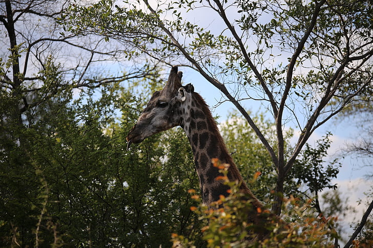 žirafa, Victoria falls národní park, herní disk, Vic falls, Bush, stromy, Savannah