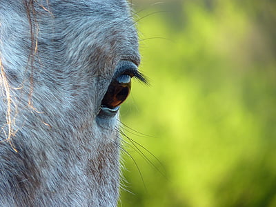 hest øje, hest, Påmalede, øjne, hest hoved, heste, øjenvipper