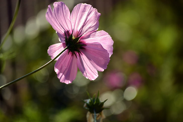 pink cosmos, wild flower, countryside