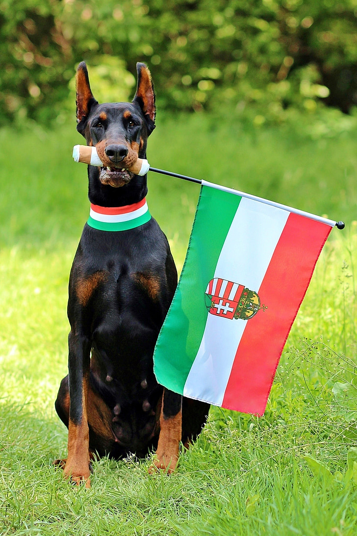 Vengrijos vėliava, Dobermanas, ventiliatorius, sėdi, šuo
