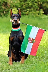 Mađarska zastava, Doberman, ventilator, sjedi, pas