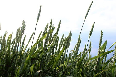 field, sky, village, wheat