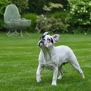 Hund, französische Bulldogge, zu Fuß, Grass, Tier, Haustiere, Blick in die Kamera
