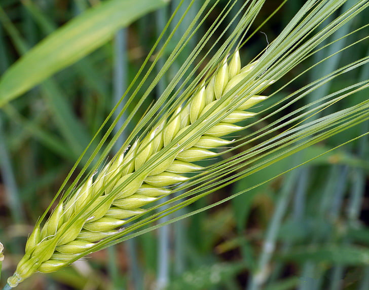 barley, ear, awns, immature, green, cereals, barley field
