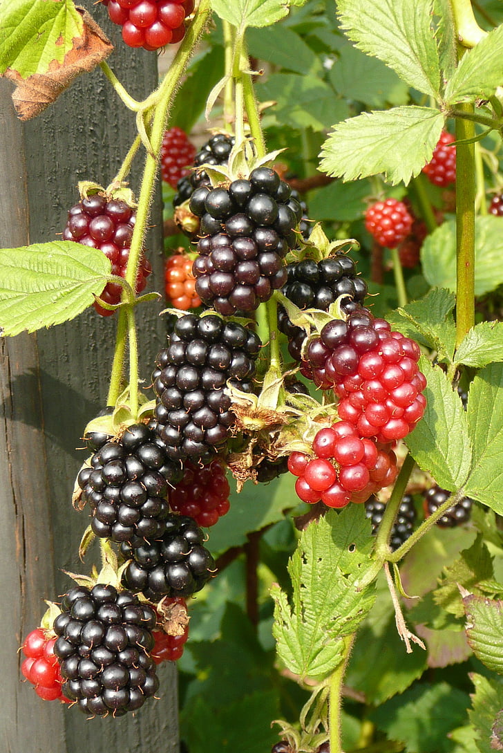 burr, blackberries, kitchen garden