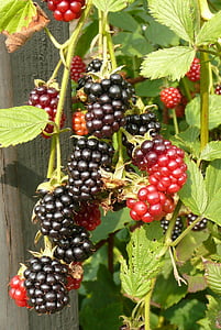 毛刺, 黑莓, 厨房花园