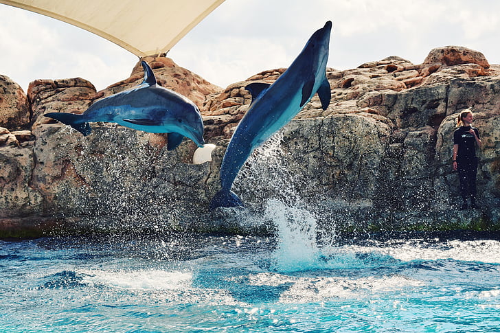 two, dolphins, jumped, water, sea, ocean, blue