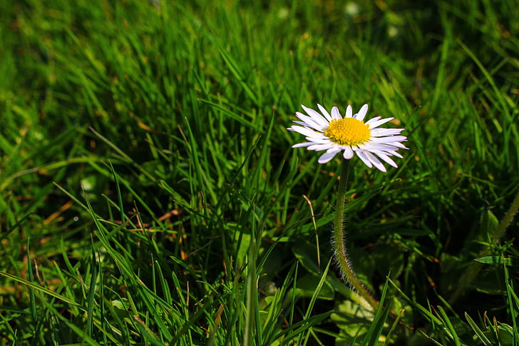 Daisy, bloem, weide, gras, sluiten, lente, plant
