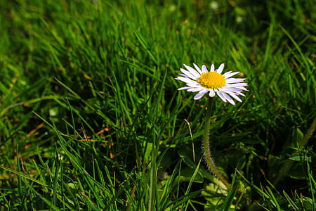 daisy, flower, meadow, grass, close, spring, plant