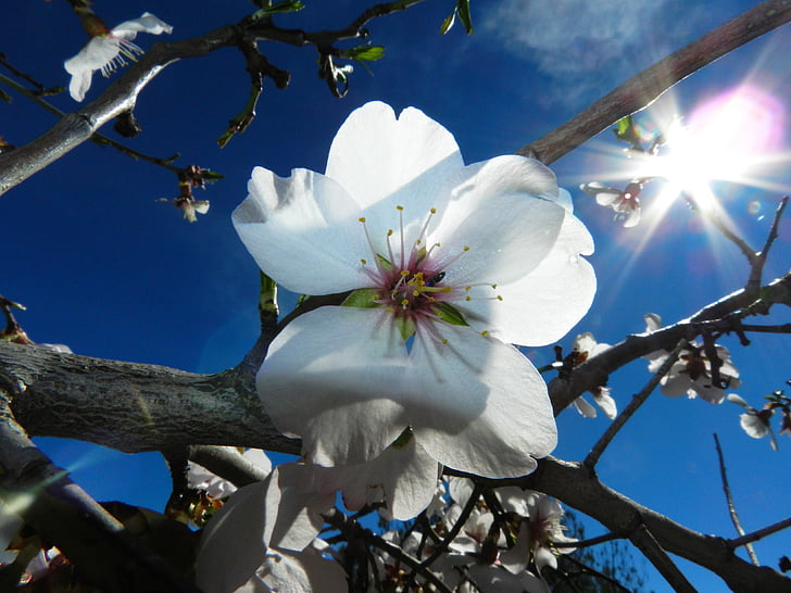 bunga, putih, pohon almond alam, alam, pohon, biru, cabang