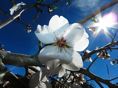 ดอกไม้, สีขาว, อัลมอนด์ต้นไม้ธรรมชาติ, ธรรมชาติ, ต้นไม้, สีฟ้า, สาขา