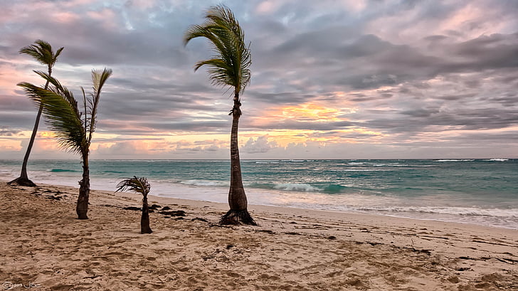 beach, island, ocean, overcast, palm trees, sand, sea