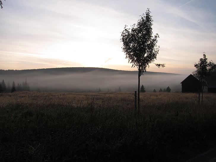 brume matinale, l’éveil, Jizerka, nature, coucher de soleil, arbre, paysage