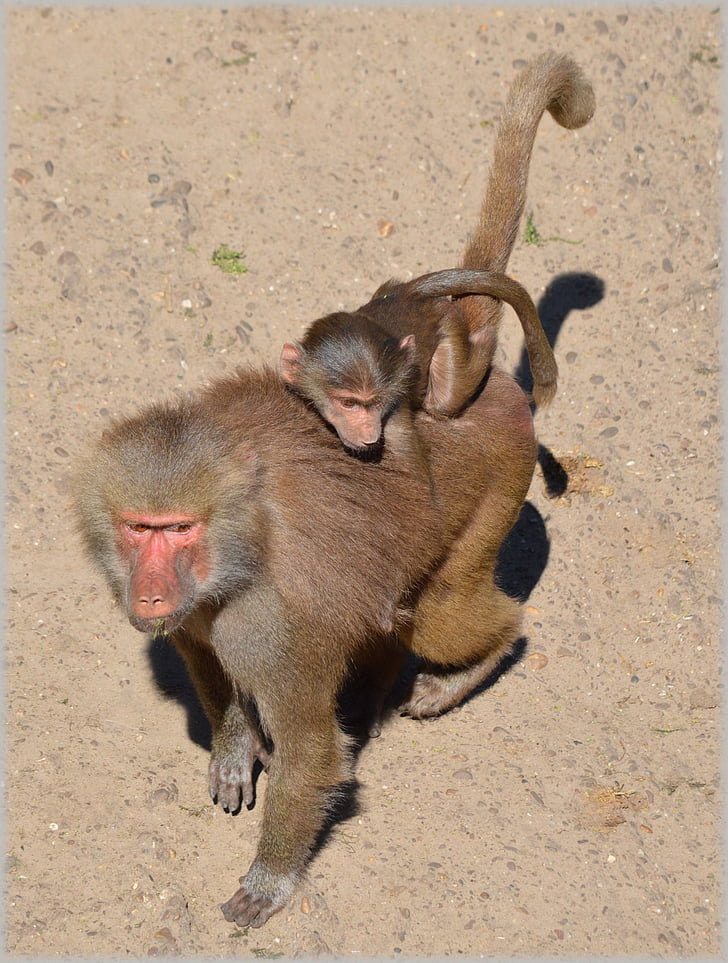 Μπαμπουίνος, Οι μπαμπουίνοι, Ζωολογικός Κήπος, σειρά, μαϊμού, πιθήκους, Ολλανδία