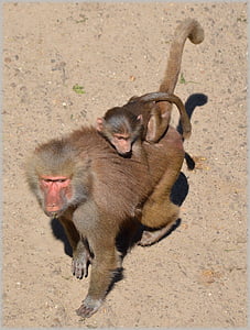 Pawian, Pawiany, ogród zoologiczny, serii, małpa, małpy, Holandia